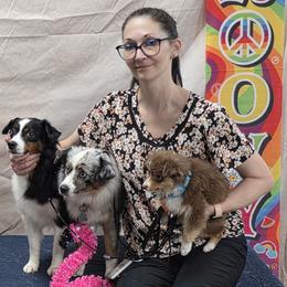 Border Collies, Bordoodles, and Toy Australian Shepherds from Hoffman Forest Acres LLC