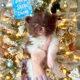 Rudolph - Chocolate parti male Pomeranian puppy in Stroud, Oklahoma from Laik’s Little Shihtz & Poms
