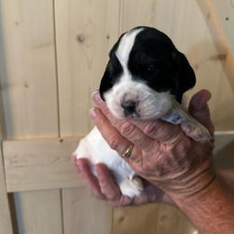 Girl 1 - Black white and tan female English Springer Spaniel puppy in Godley, Texas from Legacy Springer Spaniels