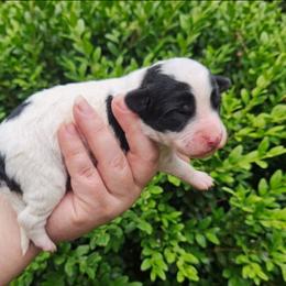 Verona-black phantom parti - Phantom female Poodle puppy in Cypress Inn, Tennessee from Nine Pines Poodles
