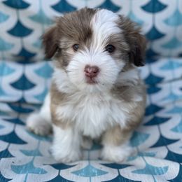 Havanese Puppies from Happy Havanese Gems