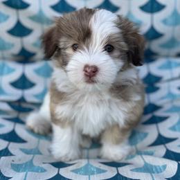 Havanese Puppies from Happy Havanese Gems