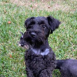 Miniature Schnauzers from Phillips' AKC Mini Schnauzers