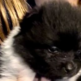Girl 3 - Pomeranian puppy in Skipperville, Alabama from Nay Nay’s Babies