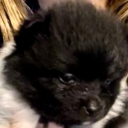 Girl 3 - Pomeranian puppy in Skipperville, Alabama from Nay Nay’s Babies