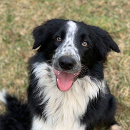 Jackson - Border Collie