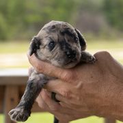 Girl 2 - Merle female Whoodle puppy in Youngstown, Florida from Wonderland’s Boujie Kennels