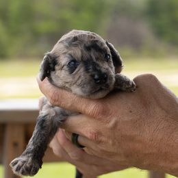 Girl 2 - Merle female Whoodle puppy in Youngstown, Florida from Wonderland’s Boujie Kennels