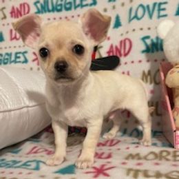 Chihuahuas, Poodles, and Yorkshire Terriers from Connie Toy Poodles & Chihuahuas Puppies