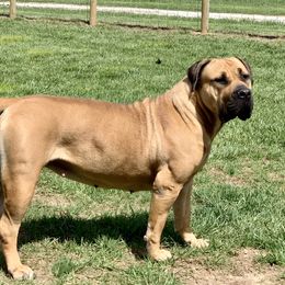 Roxanne - Boerboel