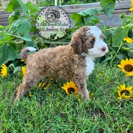 Sable - Sable male Bernedoodle puppy in Graham, Texas from 2 Rose Ranch Doodles