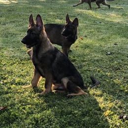 German Shepherds from Chagre's Shepherds