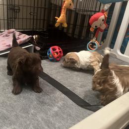 Chocolate and White Male - Chocolate male Havanese puppy in Monahans, Texas from Homeward Havanese, LLC