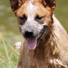 Australian Cattle Dogs from Stellar Cattle Dogs