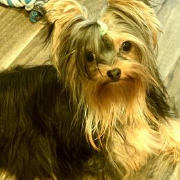 Judah - Yorkshire Terrier
