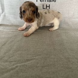 Blue dapple piebald - Dapple female Dachshund puppy in Mount Vernon, Ohio from Double A Dachshunds