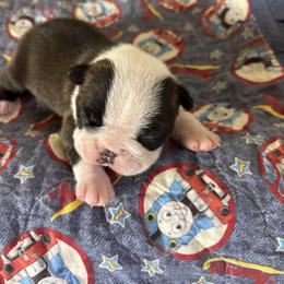 Boy 3 - male Boston Terrier puppy in Alabama from Southern Bulldogs