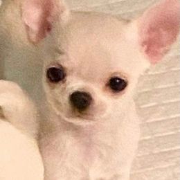 Chihuahuas from Joni's Chihuahuas