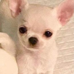 Chihuahuas from Joni's Chihuahuas