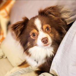 Rusty - Toy Australian Shepherd