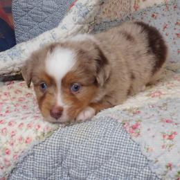Moth - Red merle male Toy Australian Shepherd puppy in Okeana, Ohio from Fetching Toy Aussies