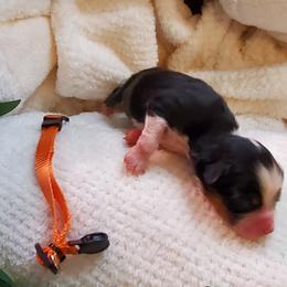 Miniature Australian Shepherd Puppies from Barnyard Mini Aussies