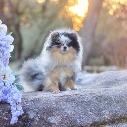 Nova - Pomeranian