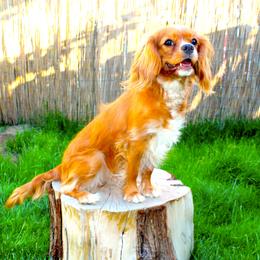 Vénus - Cavalier King Charles Spaniel