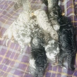 Girl 1 - Blue merle female Aussiedoodle puppy in Yacolt, Washington from Aussiedoodles by Maggie