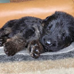 Prescott - Black and red male German Shepherd puppy in Columbus, Indiana from Stony Lonesome GSD
