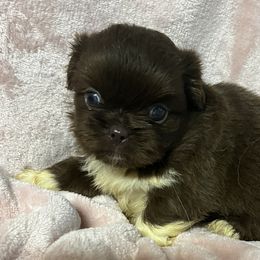 AKC Kendra - Red Pekingese puppy in Cumming, Georgia from Imperial Pekingese
