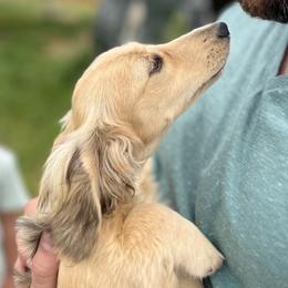 Dachshunds from Gold River Doxies and Doxies Meet World