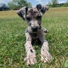 Great Danes from Karen Van Scoyk