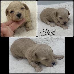 Sloth - Apricot female Poodle puppy in Wheatland, California from Sapphire Ridge Poodles