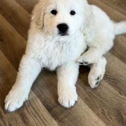 Golden Retriever and Labrador Retriever Puppies from Golden Bundles