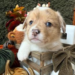 Spice - Sable merle and white female American Corgi puppy in Paxton, Illinois from McGovern Family Corgis