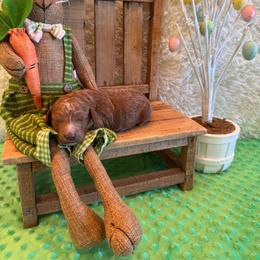 Jan - Red  female Goldendoodle puppy in Bucyrus, Missouri from Hill Top Pomskies