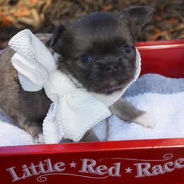 Jubilee - Blue fawn Chihuahua puppy in Gloucester, Virginia from Charlotte's Web of Chihuahuas