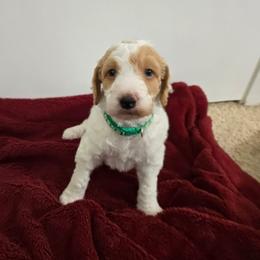 Milky Way - Parti male Goldendoodle puppy in Pensacola, Florida from Goldendoodles Love You in Pensacola Friend Edition