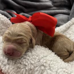 Poppy - Cream female Goldendoodle puppy in The Woodlands, Texas from Gracie's Goldendoodles and Bernedoodles