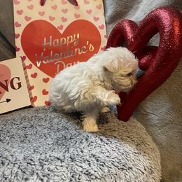 Lucy - White female Morkie puppy in Taylorsville, North Carolina from Mountain Top Hot Tailz