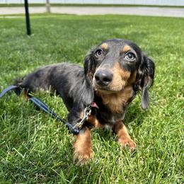 AKC- Cali - Blue and tan female Dachshund puppy in Omaha, Nebraska from Colorful Dachshunds