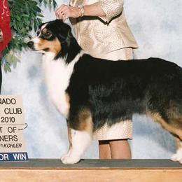 Australian Shepherd All Grown Up from Aerie Ranch