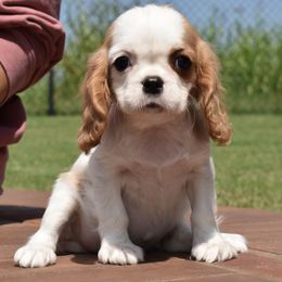 Ester - Blenheim female Cavalier King Charles Spaniel puppy in Lula, Georgia from Cavaliers by Crumley