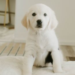 Golden Retriever Puppies from Arrowhead Kennels