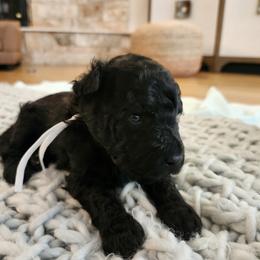 Ms White - Black female Pumi puppy in Albuquerque, New Mexico from Marylynn's Pumis