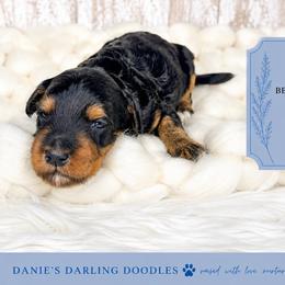 Boy 2 - Phantom male Bernedoodle puppy in Otisville, Michigan from Danie’s Darling Doodles LLC