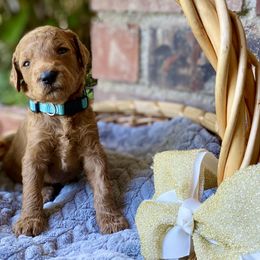 Jasmine - Light Blue - Poodle puppy in Sacramento, California from Creme de la Creme Standard Poodles