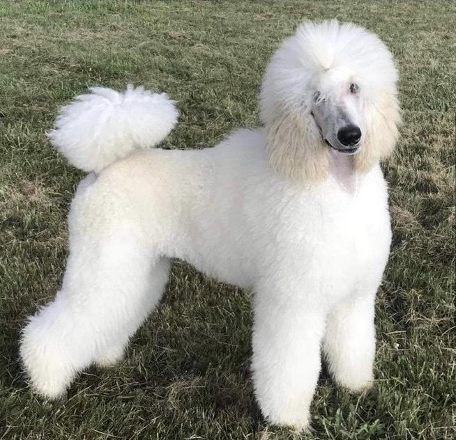Sergei