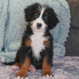 Poblano (socialization program graduate) - Tri-color female Bernedoodle puppy in Dundee, Ohio from Down Home Doodle